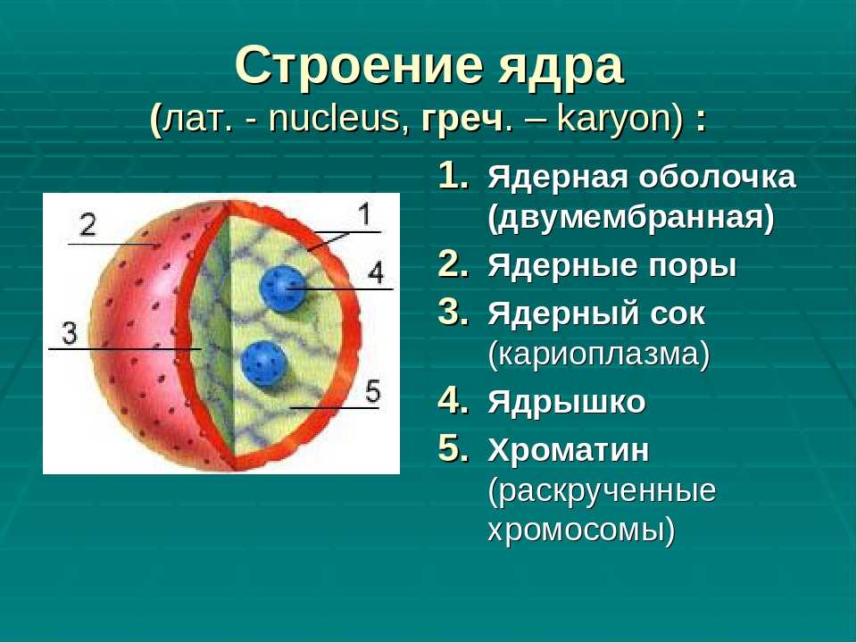 В какой части клетки расположено ядро. Строение ядра клетки 5 класс. Ядро биология 10 класс. Строение ядра клетки 10 класс биология. Строение ядра клетки 10 класс.