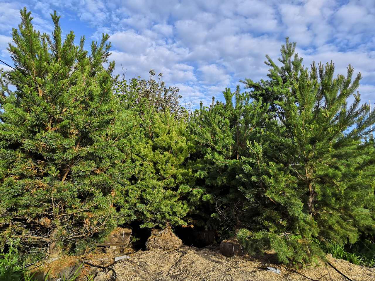 Обычная хвойная. Сосна обыкновенная (Pinus sylvеstris). Pinus Sylvestris сосна Лесная. Сосна обыкновенная Pinus Sylvestris l. Pinus Sylvestris молодая.