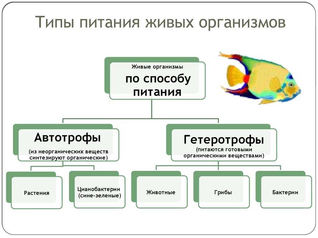 Что такое схема питания