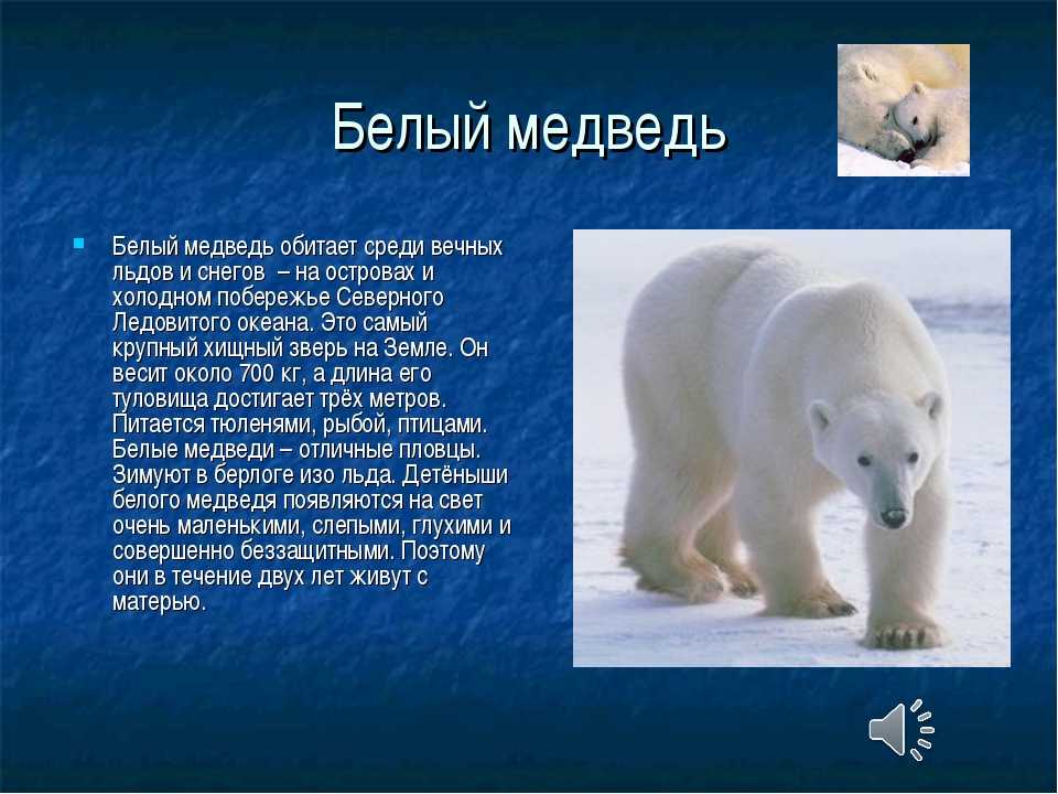 Белые медведи презентация 4 класс