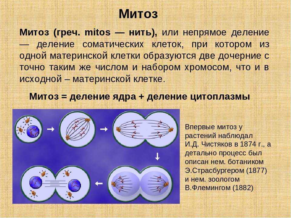 Укажи фазу митоза изображенную на картинке