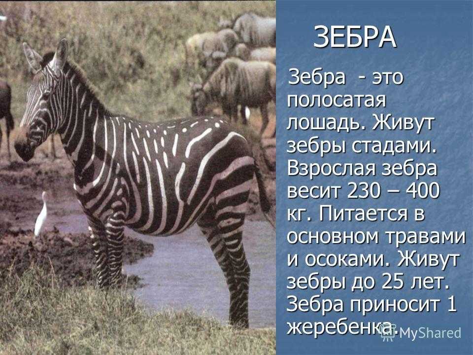 Презентация о зебре