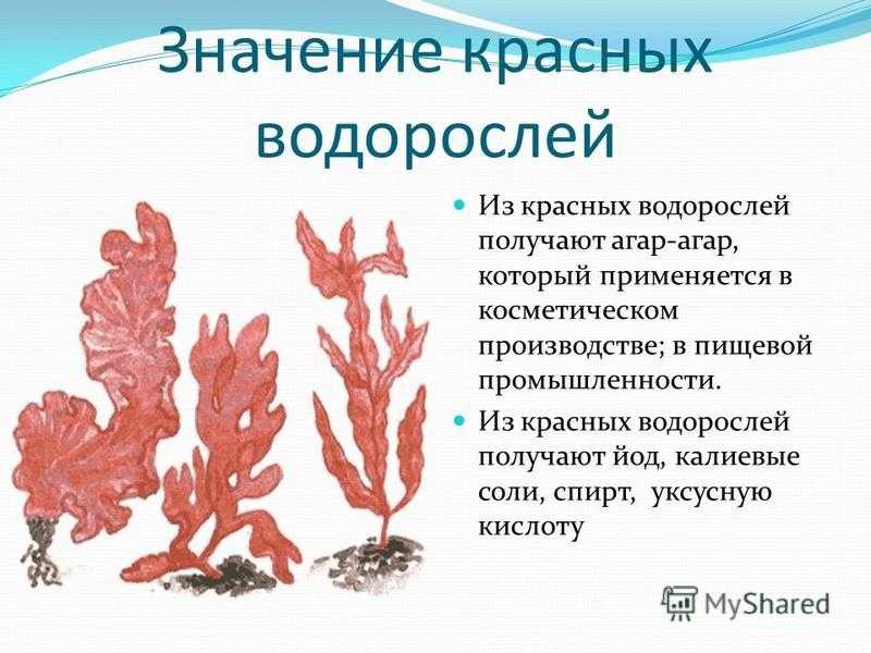 Функция бурых водорослей. Представители красных водорослей 7 класс биология. Красные водоросли 6 класс биология. Строение красных и бурых водорослей. Строение красных водорослей 6 класс.