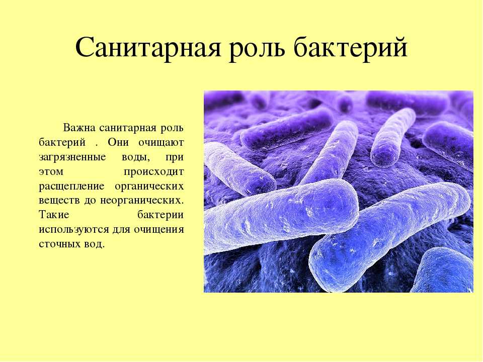 Сообщение по биологии бактерии. Доклад о бактериях. Полезная роль бактерий. Бактерии в природе. Бактерии в жизни человека.