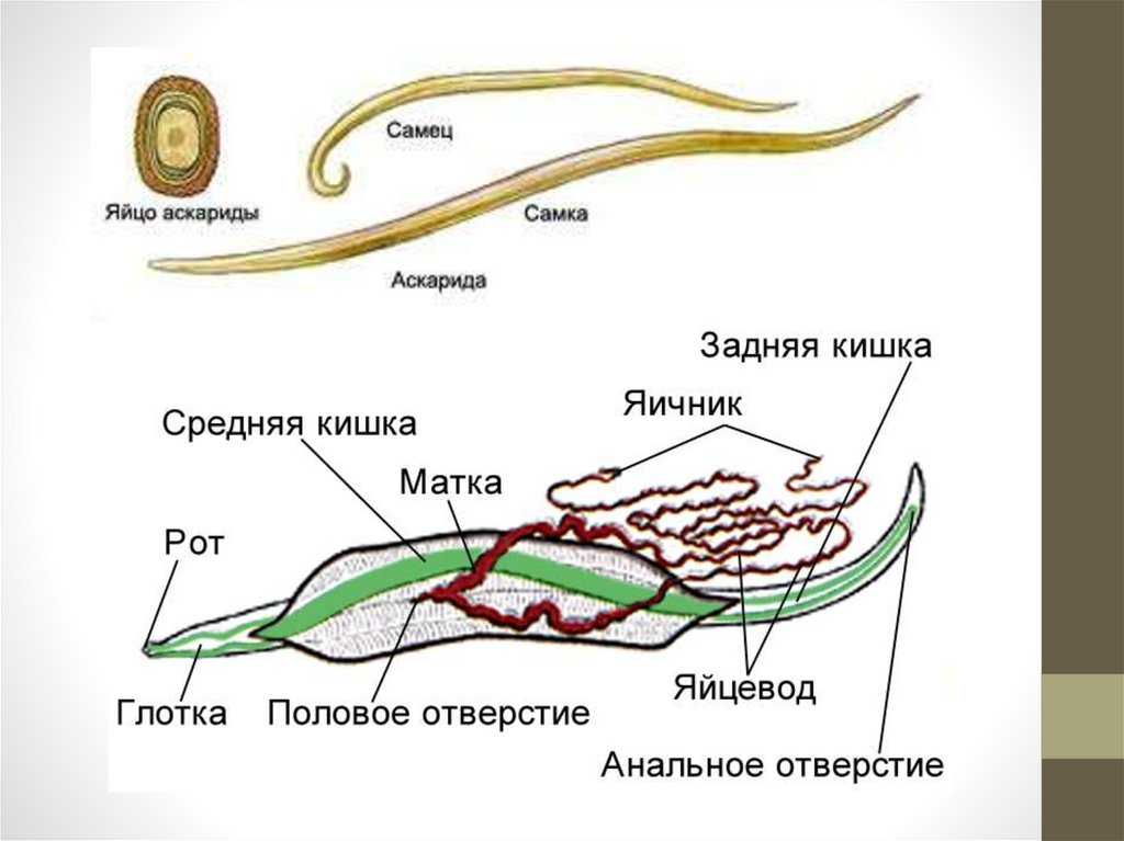 Передний и задний конец червя