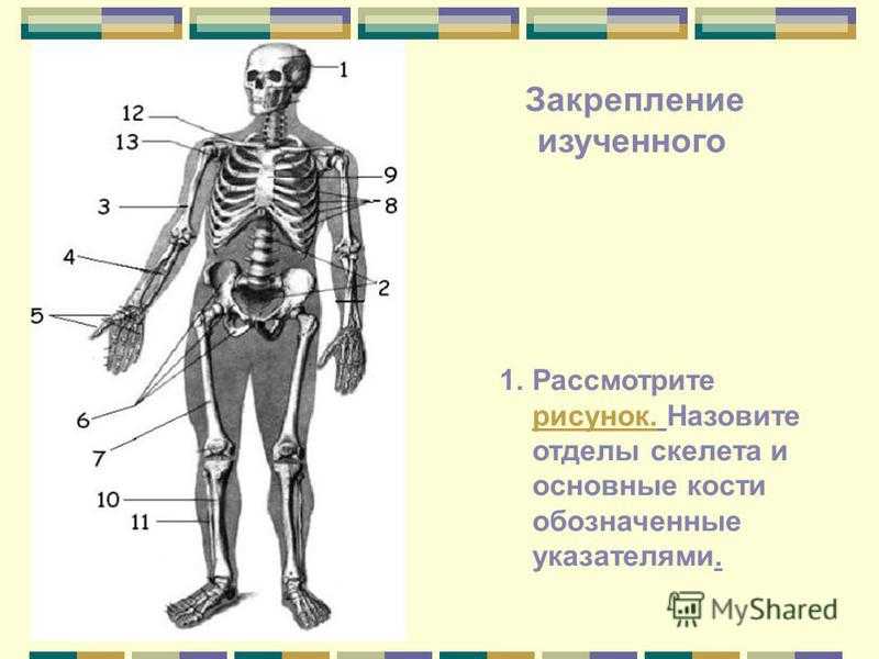 Человека рисунок с подписями