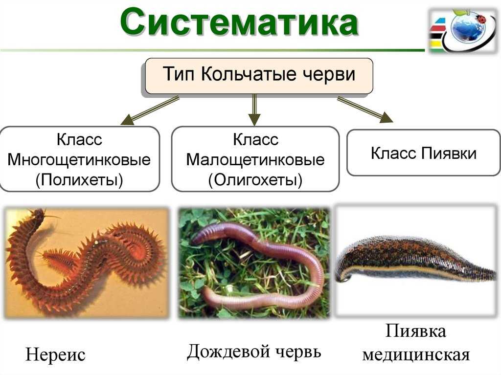 § 18. тип кольчатые черви
			класс многощетинковые черви
