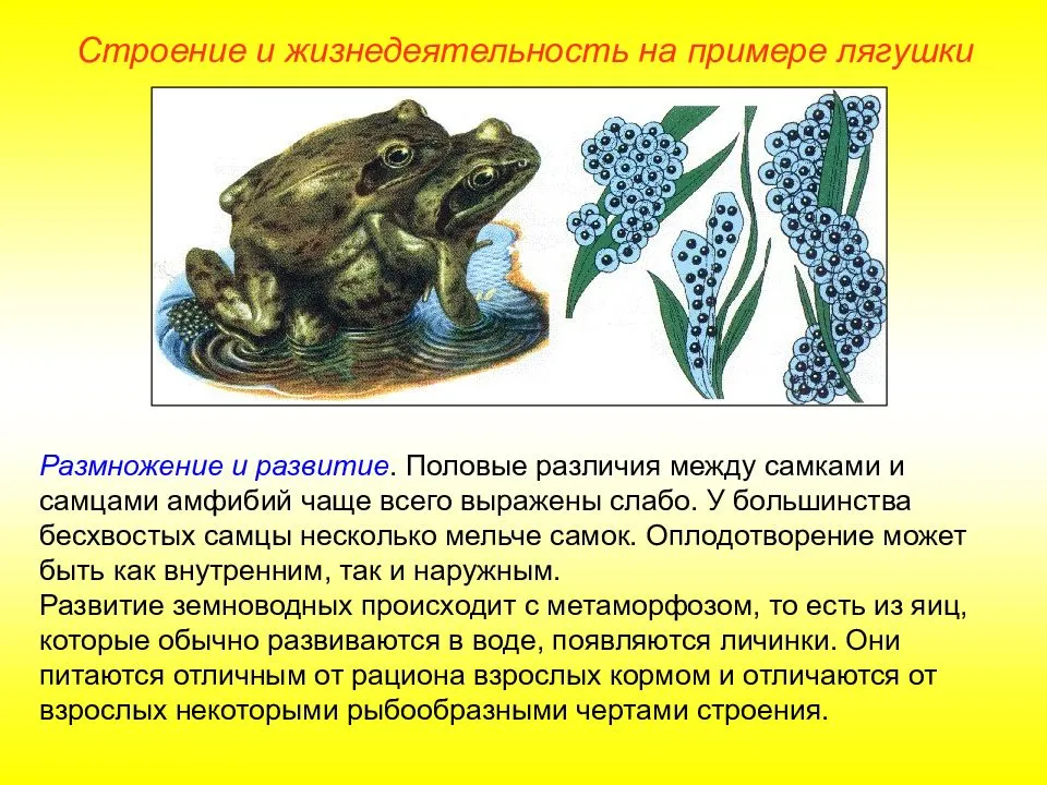 Лягушка: как выглядит, где обитает и чем питается, фото животного