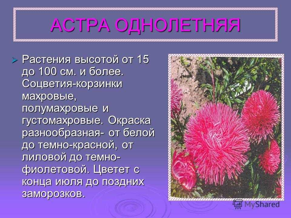 Презентация про астру