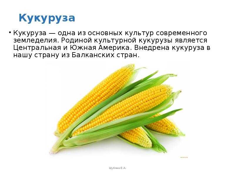 Кукуруза откуда