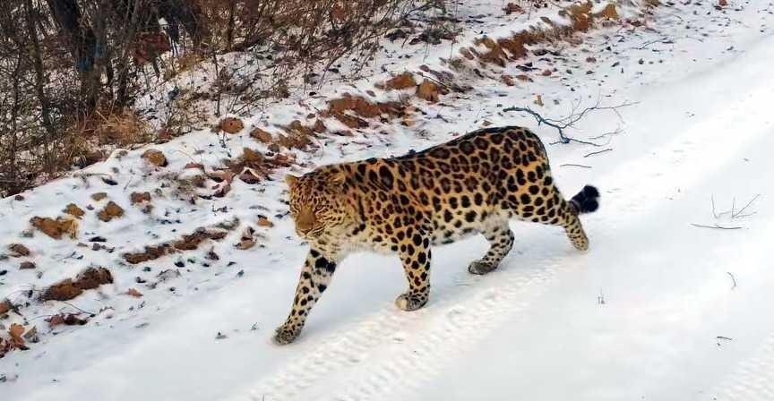 Дальневосточный (амурский) леопард — описание и ареал