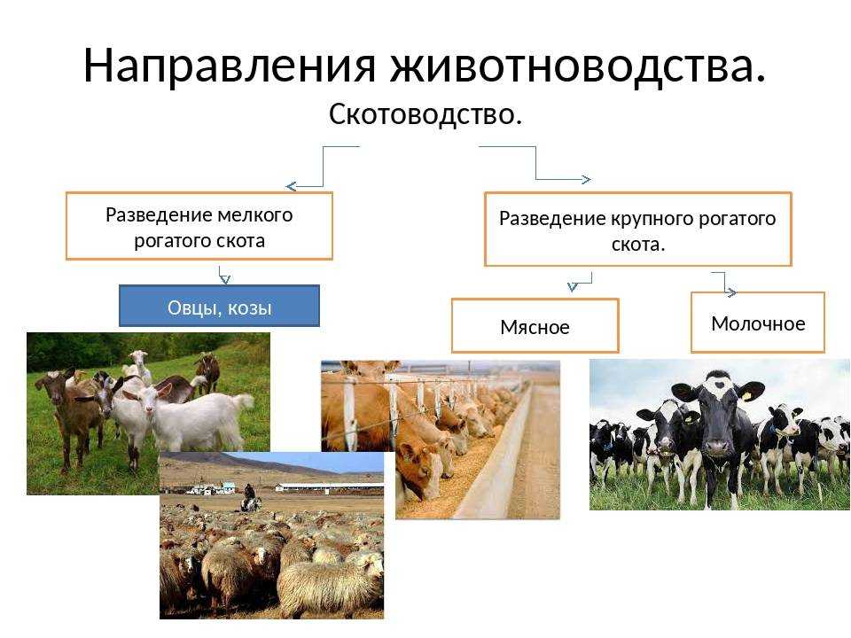 Какие направления имеет скотоводство 3. Отрасли животноводства. Схема животноводства. Животноводство молочного направления. Направления животноводства схема.
