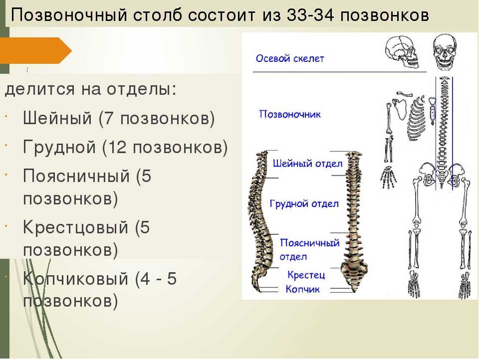 Сколько отделов скелета. Грудина осевой скелет. Осевой скелет добавочный скелет. Осевой скелет позвоночник отдел. Строение осевого скелета.