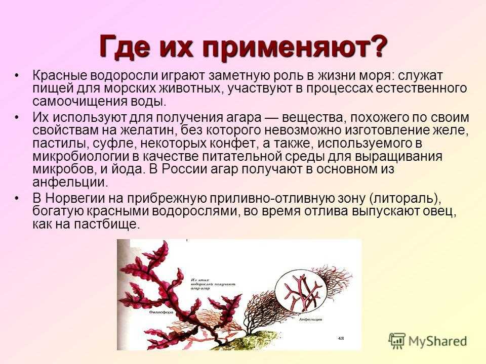 Презентация водоросли их разнообразие и значение в природе