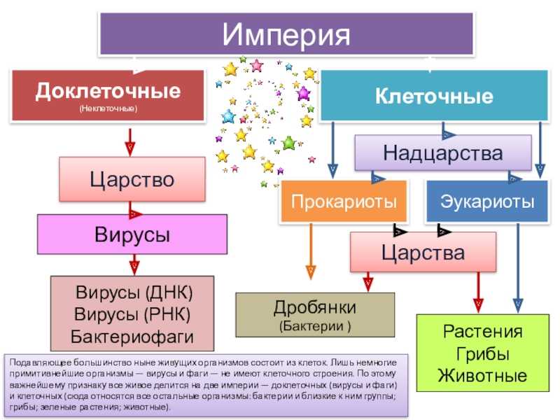 Надцарство. Доклеточные и клеточные формы жизни. К какому царству относят вирусы. Империя доклеточные и клеточные. Доклеточные организмы царство.