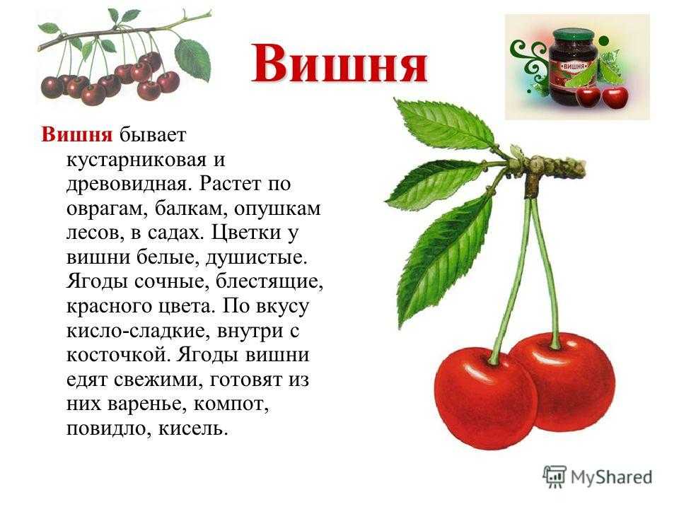 Презентация на тему дерево вишня