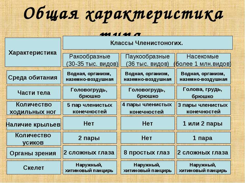 Презентация 7 класс тип членистоногие