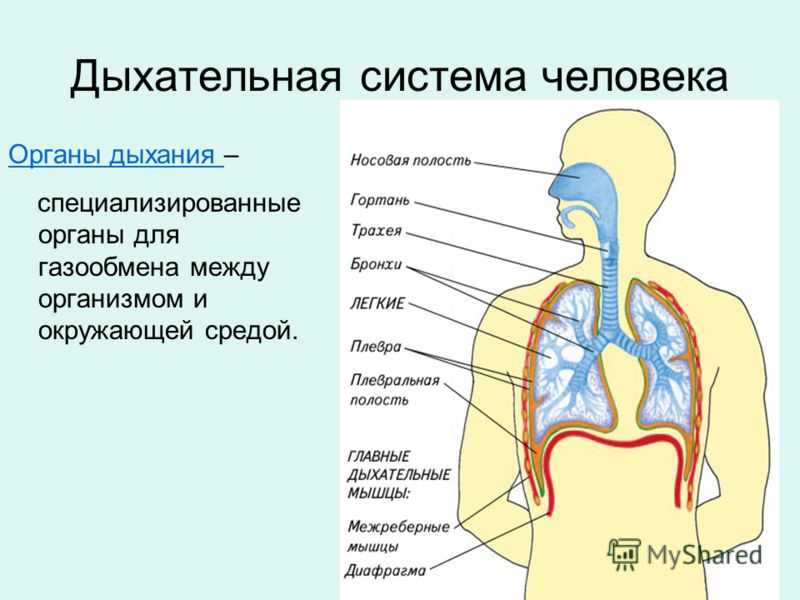 Дыхательные органы человека. Строение и функции дыхательных путей и органов дыхания. Строение органов функции органов дыхания у человека. Дыхательный аппарат анатомия. Система дыхания человека схема.