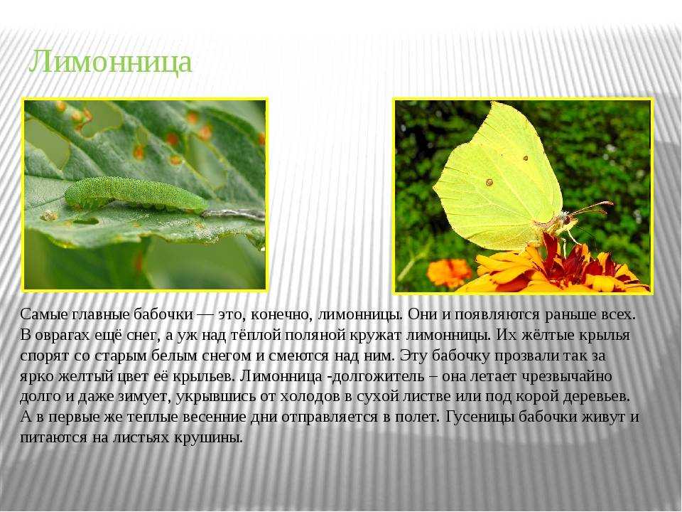 Бабочка лимонница фото и описание для детей