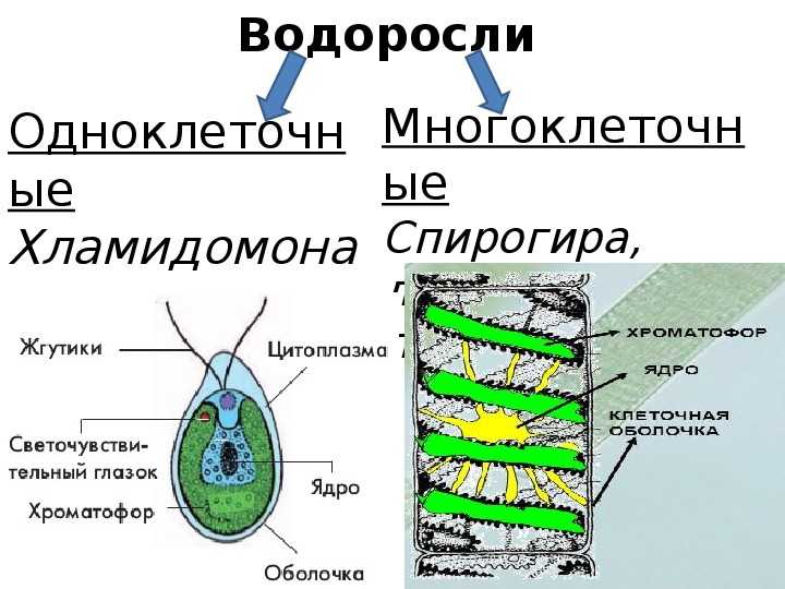 Схема строение водорослей