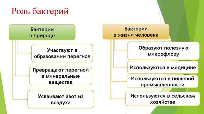 Схема значение бактерий