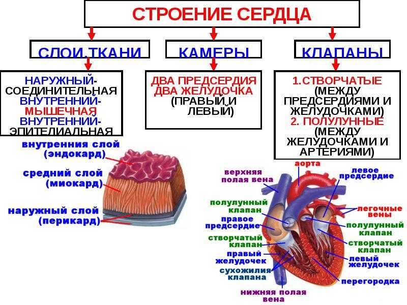 Презентация на тему строение сердца работа сердца