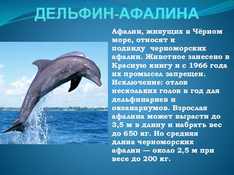 Доклад на тему дельфины 5 класс