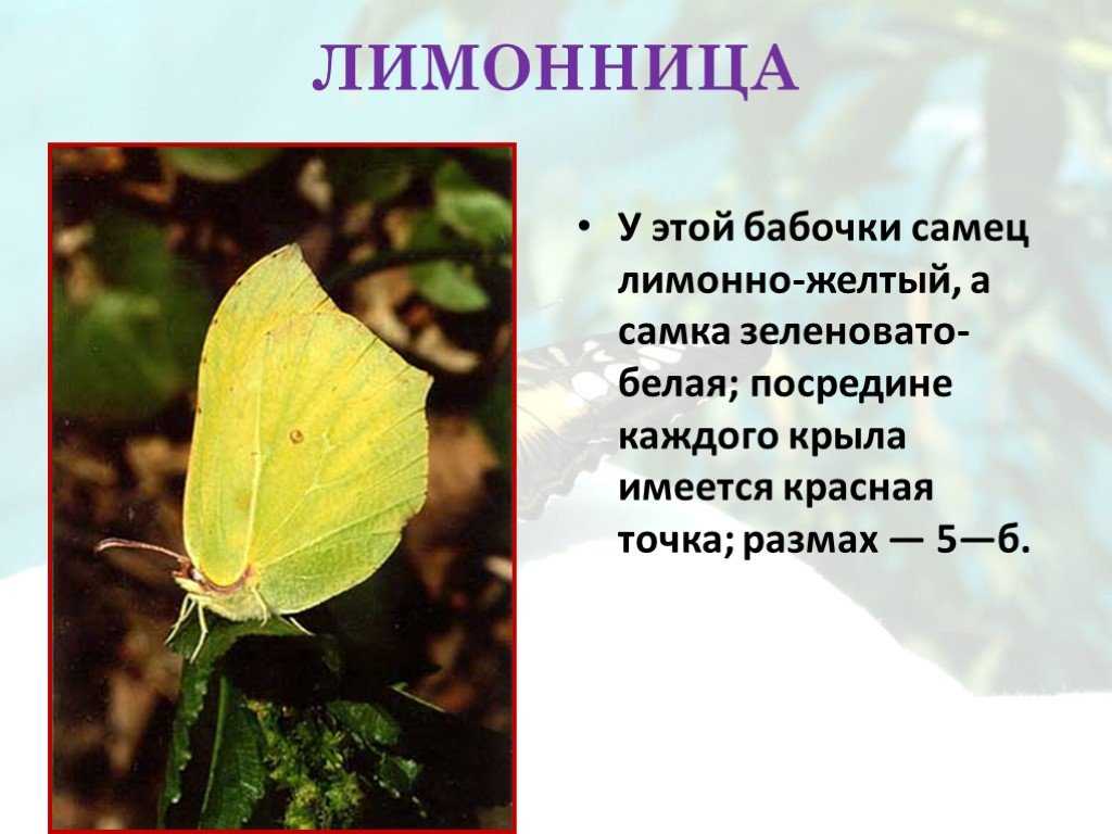 Какой вред бабочек. Бабочка лимонница самец. Презентация по теме бабочки. Презентация на тему бабочки. Небольшое описание бабочки.