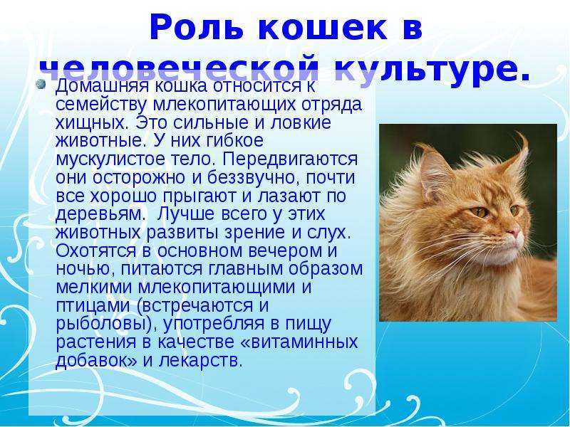 Проекты про кота