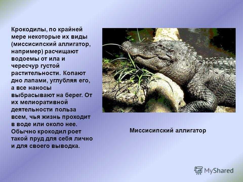 Как отличить крокодила и аллигатора: 9 шагов