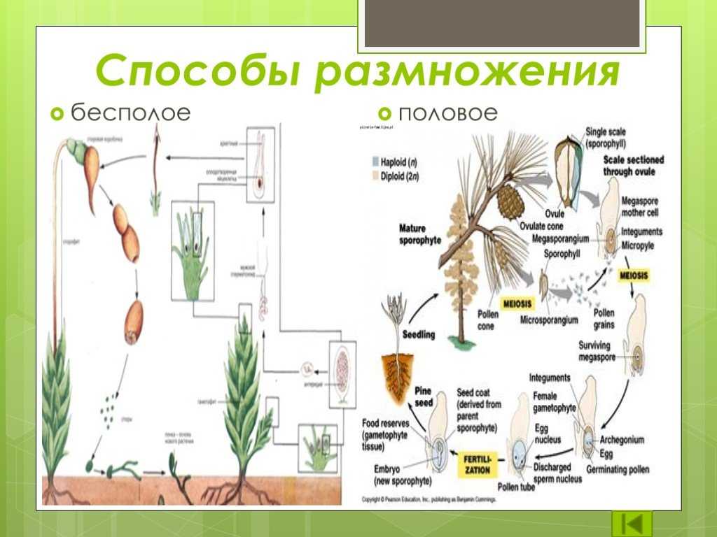 «вегетативное размножение комнатных растений»,
