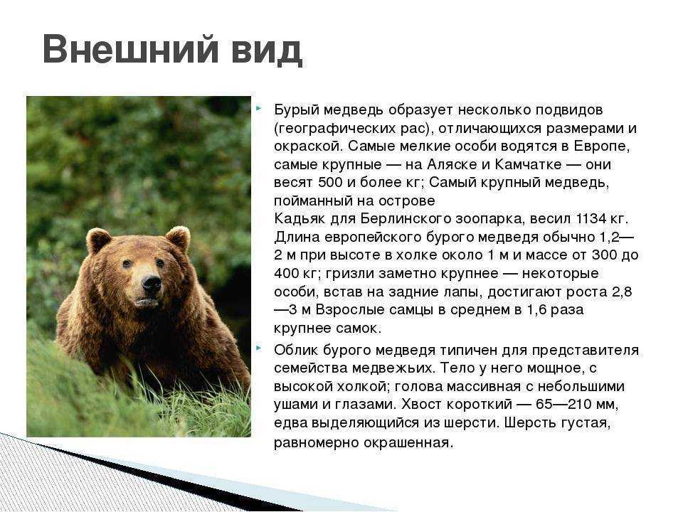 Бурый медведь порядок. Бурый медведь описание. Описать медведя. Бурый медведь характеристика. Внешнее описание медведя.