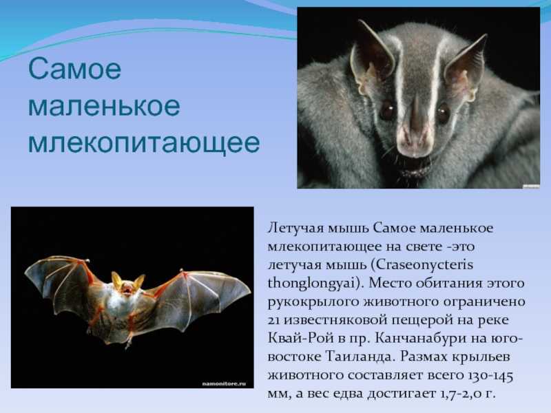 Летучие мыши 3 класс. Рассказ о млекопитающих. Сообщение о млекопитающих. Млекопитающие презентация. Доклад о млекопитающих.