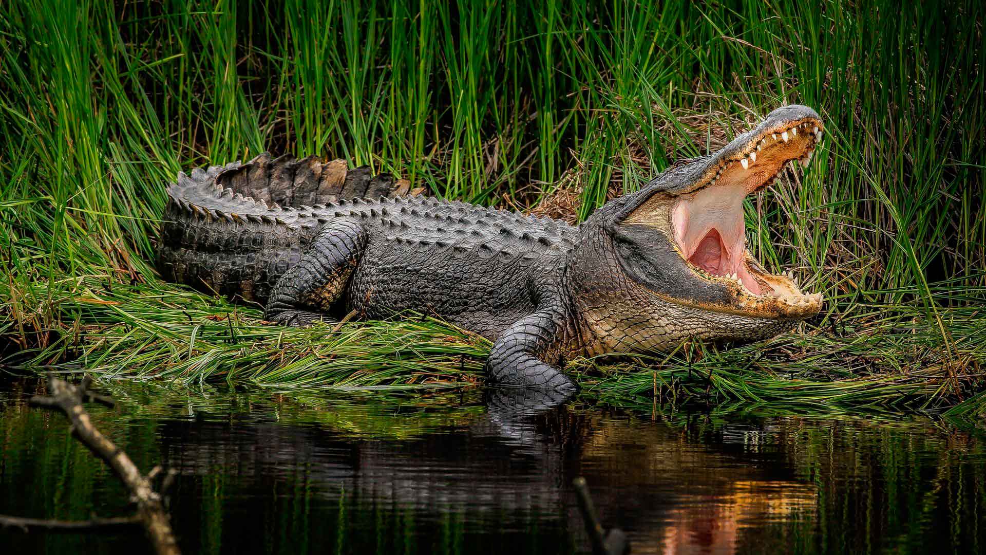 Миссисипский Аллигатор крокодилы и ко
