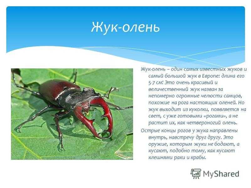 Жук олень фото и описание для детей