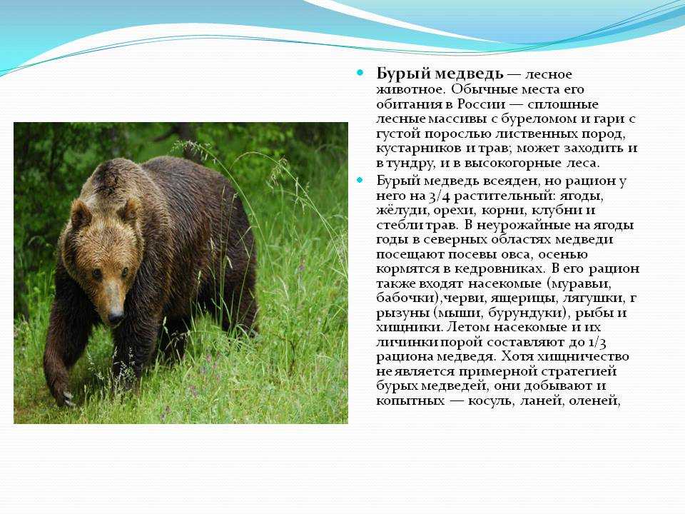 В какой природной зоне встречается медведь. Описание медведя. Бурый медведь описание. Бурый медведь доклад. Бурый медведь сведения.