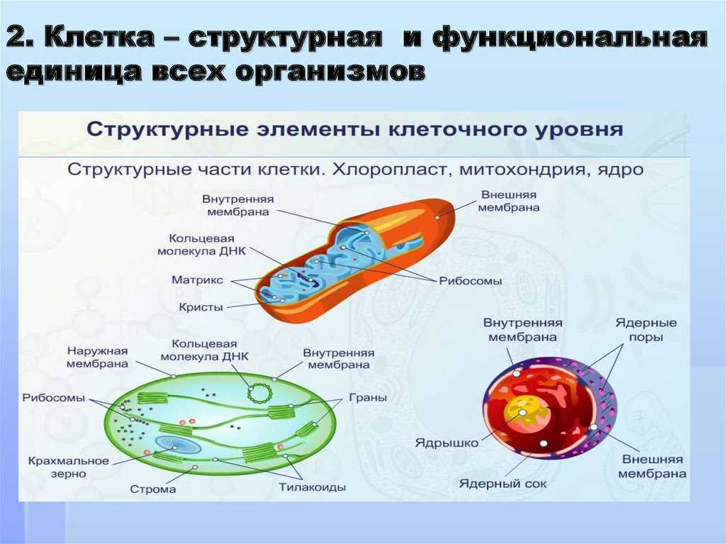 Функциональная единица часть какого органа изображена на рисунке