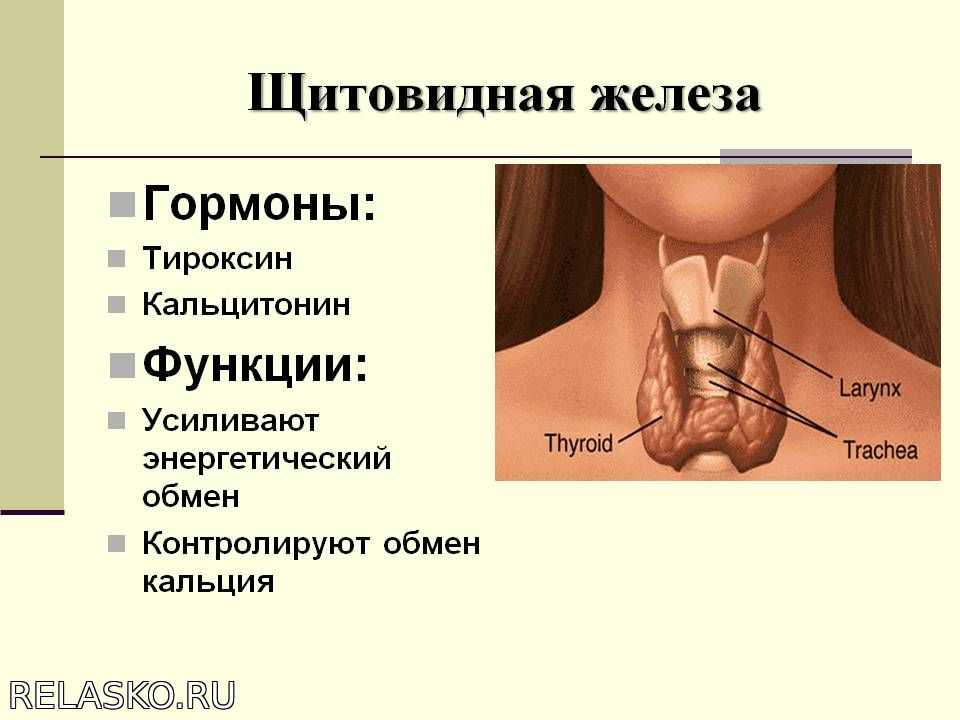 Щитовидная железа нормальная функция. Строение гормонов щитовидной железы. Щитовидная железа строение и функции. Щитовидная железа строение функции гормоны. Тиреоидные гормоны щитовидной железы функции.