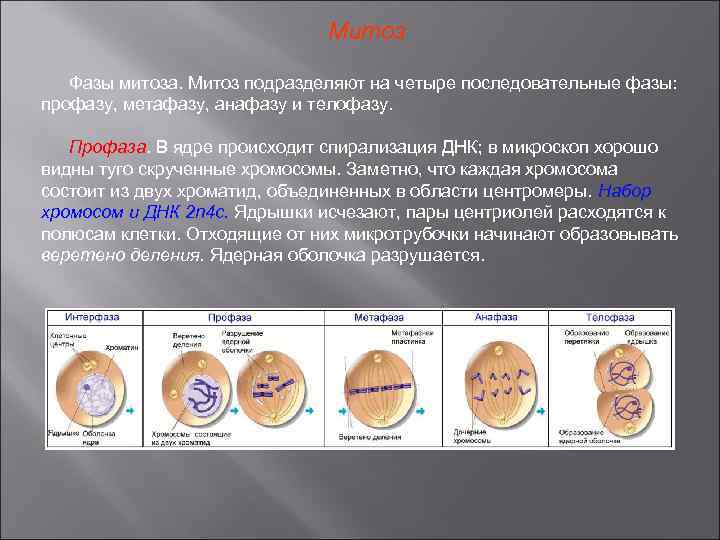 Выберите процесс который характерен для профазы митоза