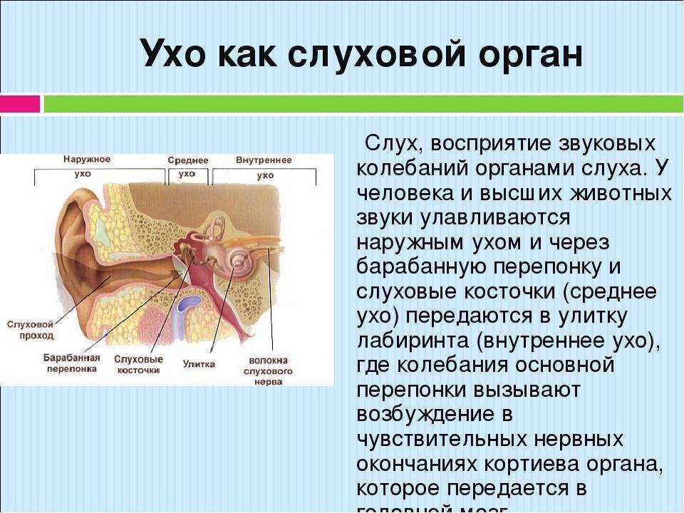 Презентация на тему ухо