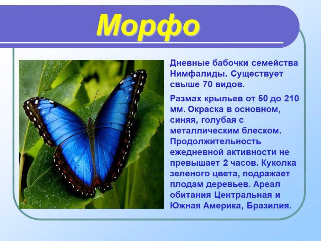 Какие имена бабочек. Сообщение о бабочке. Рассказ о бабочке. Доклад про бабочку. Маленький доклад про бабочку.