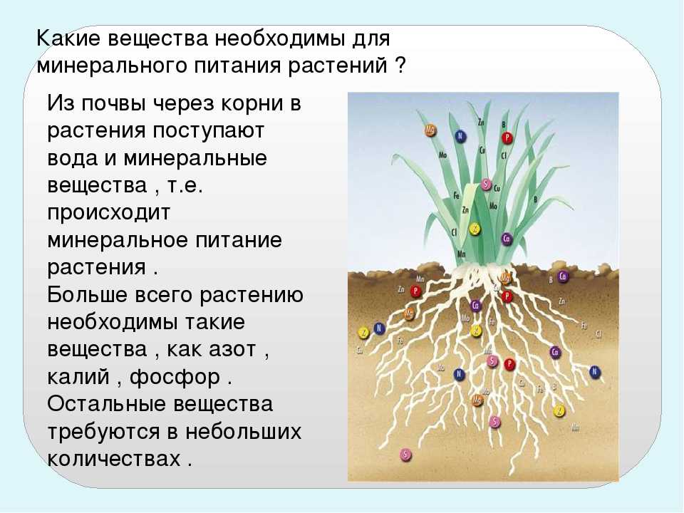 Как можно добыть энергию для жизни 5 класс биология презентация