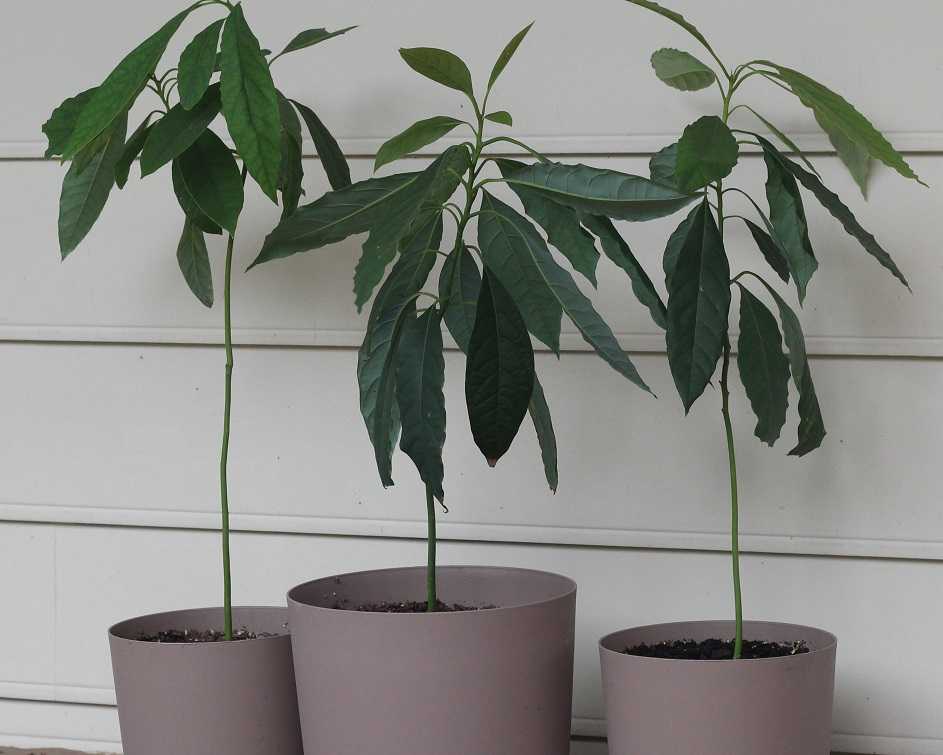 Как вырастает авокадо в домашних условиях фото деревом