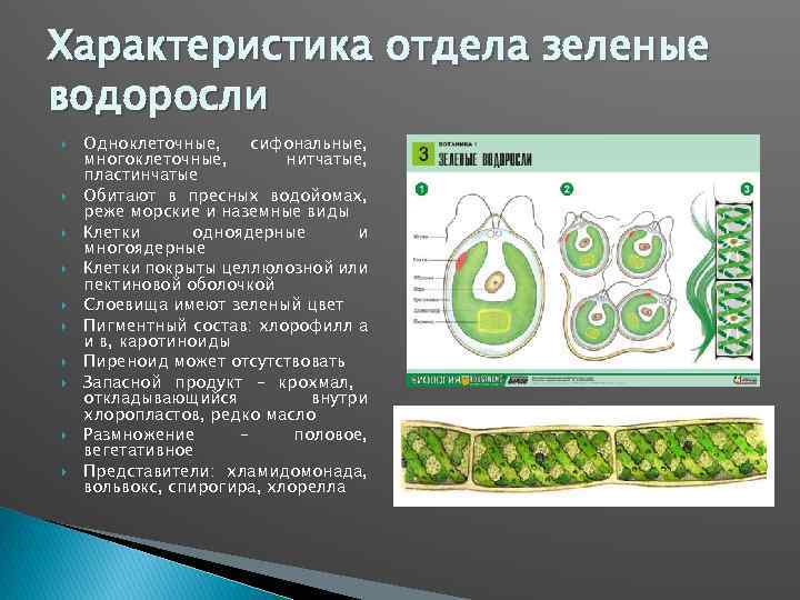 Признаки отдела водоросли. Характеристика отдела зеленые водоросли. Chlorophyta отдел зелёные водоросли. Отдел зеленые водоросли строение. Особнности строения зелёных одноклеточных водорослей.