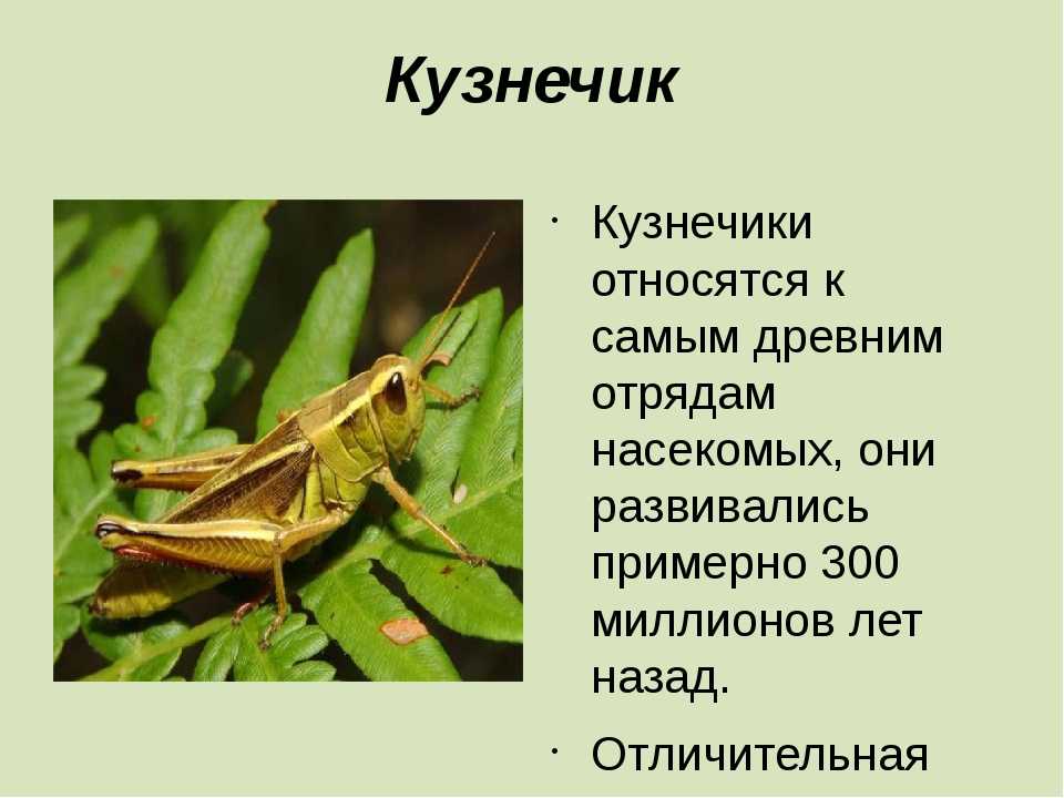 Кузнечик фото и описание