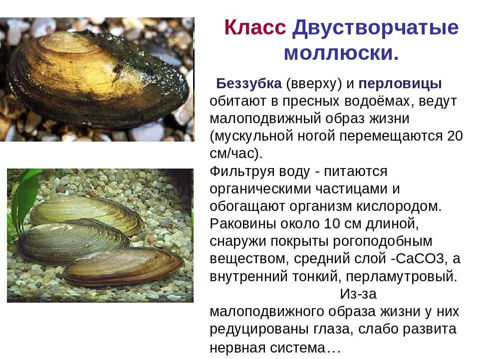 § 20. общая характеристика моллюсков