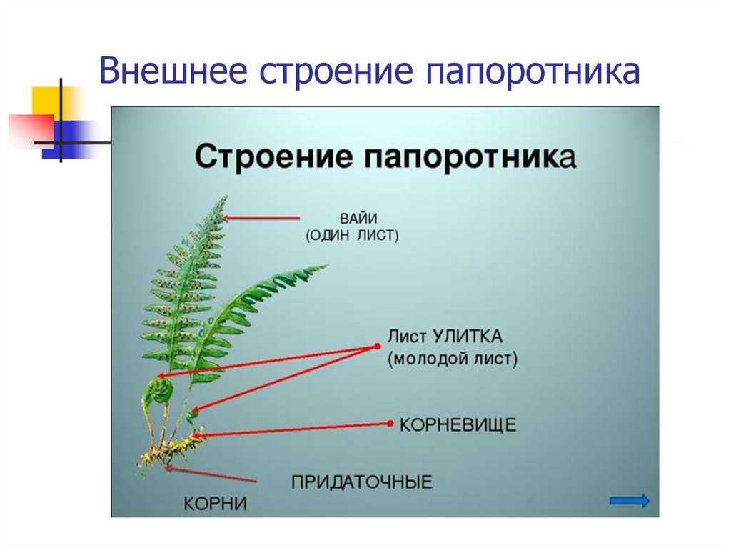 Строение споровых растений