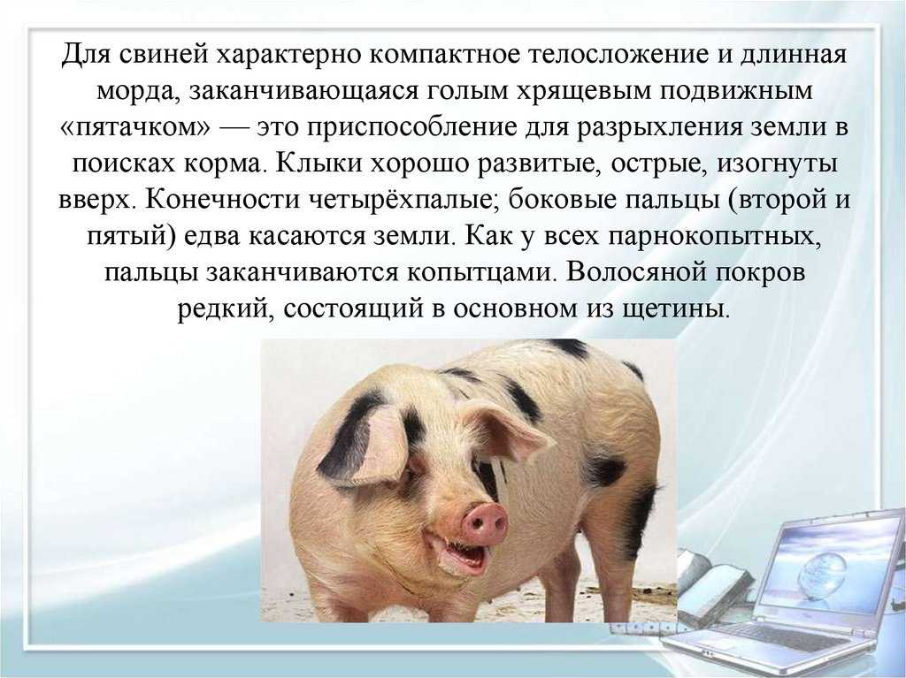 Свинья окружающий мир 3 класс. Информация о свинье. Информация про домашних свиней.. Доклад о свинье. Домашнее животное свинья доклад.