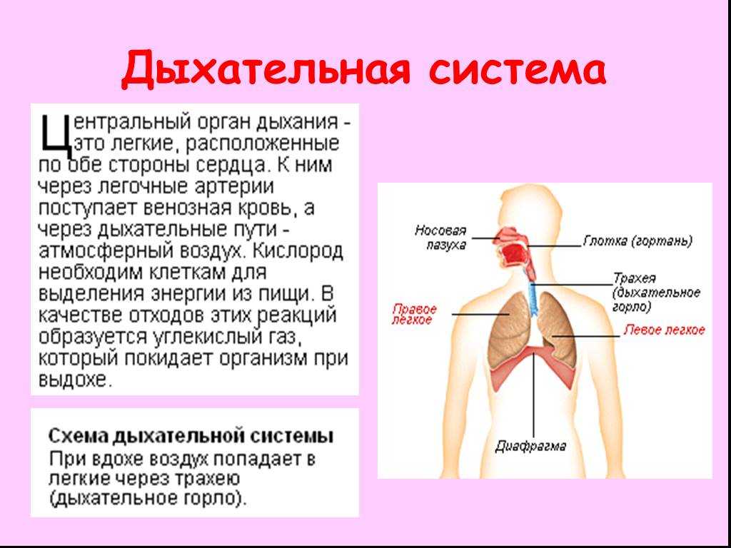 Путь воздуха в организм человека. Дыхательная система человека 3 класс. Система органов дыхания человека 3 класс окружающий мир. Дыхательная система 3 класс выдох. Сообщение на тему дыхательная система человека 3 класс.