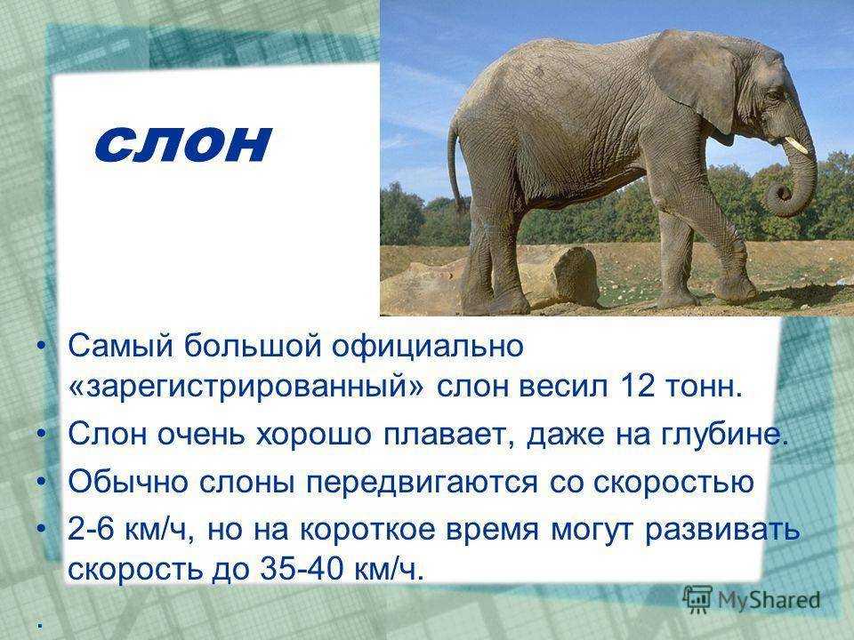 Вес слоненка